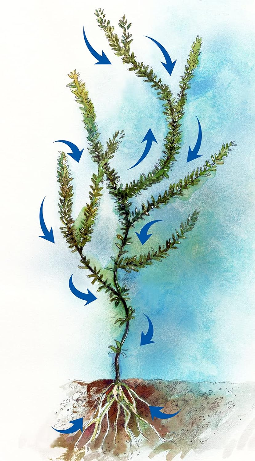 Sonar A.S. Liquid Aquatic Herbicide 1 Quart Systemic Treatment for Duckweed, Watermeal, Hydrilla, and Invasive Pond Weeds, EPA Approved, Safe for Fish and Wildlife, Long-Lasting DIY Pond Solution