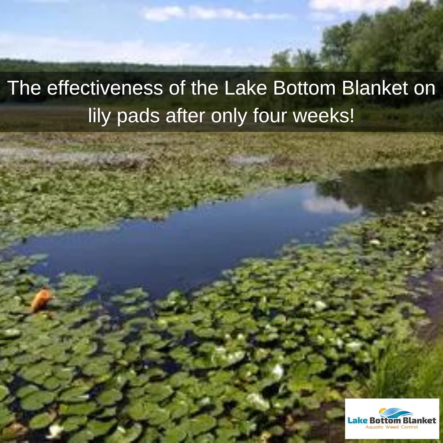 Aquatic Weed Control | Chemical-Free Vegetation Inhibitor for Lakes & Ponds | Benthic Barrier | Instant Weed Free Swimming (10.75 feet x 50 feet)