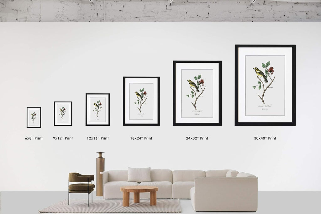 LIVESTOCK Classic Prints Gallery Rock-Wren Bird Wall Art by Famed Illustrator John James Audubon, 18th Century Retro Vintage Bird Print Painting, Black frame, 9x12 print in 13x16 frame