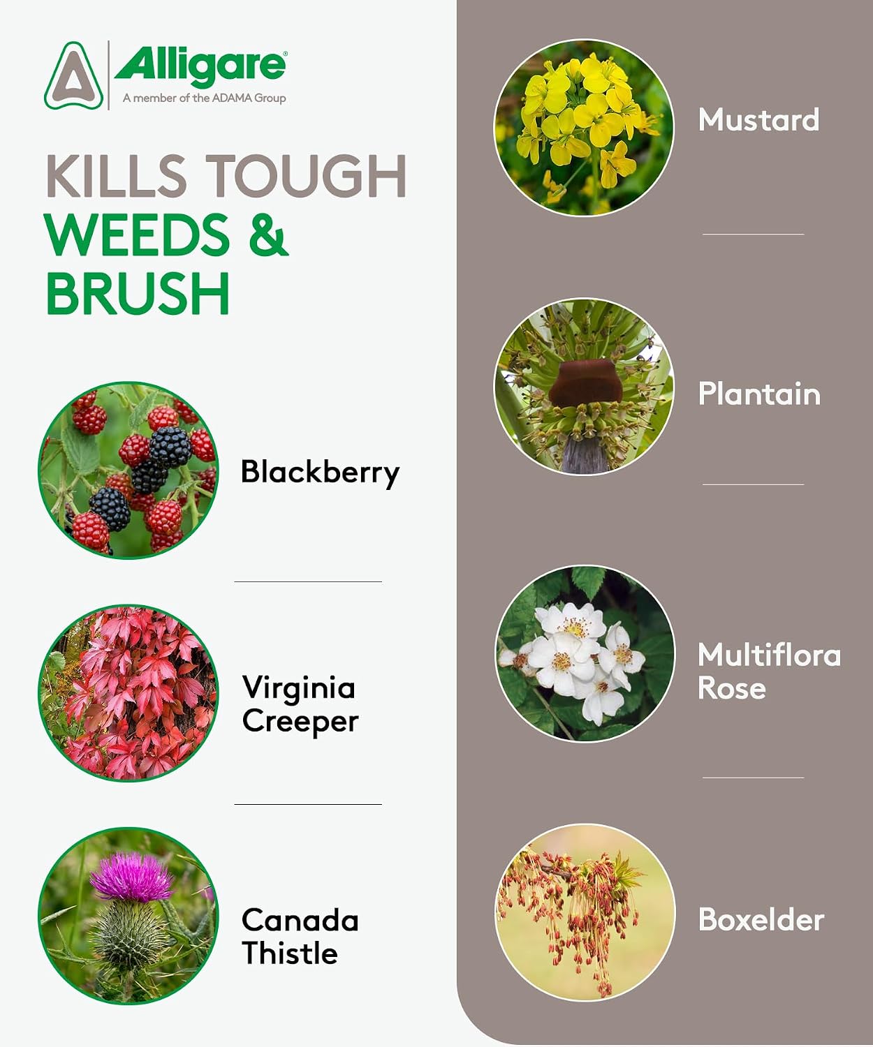 ALLIGARE - Triclopyr Herbicide 4 EC Selective Weed Killer for Woody Plants, Brush for Forestry, Pastures, Rights-of-Way, Wetlands & Industrial Sites - Compare to Garlon 4 & Remedy - 2.5 Gallon
