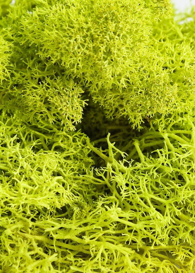 SuperMoss 59834 21497 7 Moss, Appx. 10 lb Bulk Case, Chartreuse