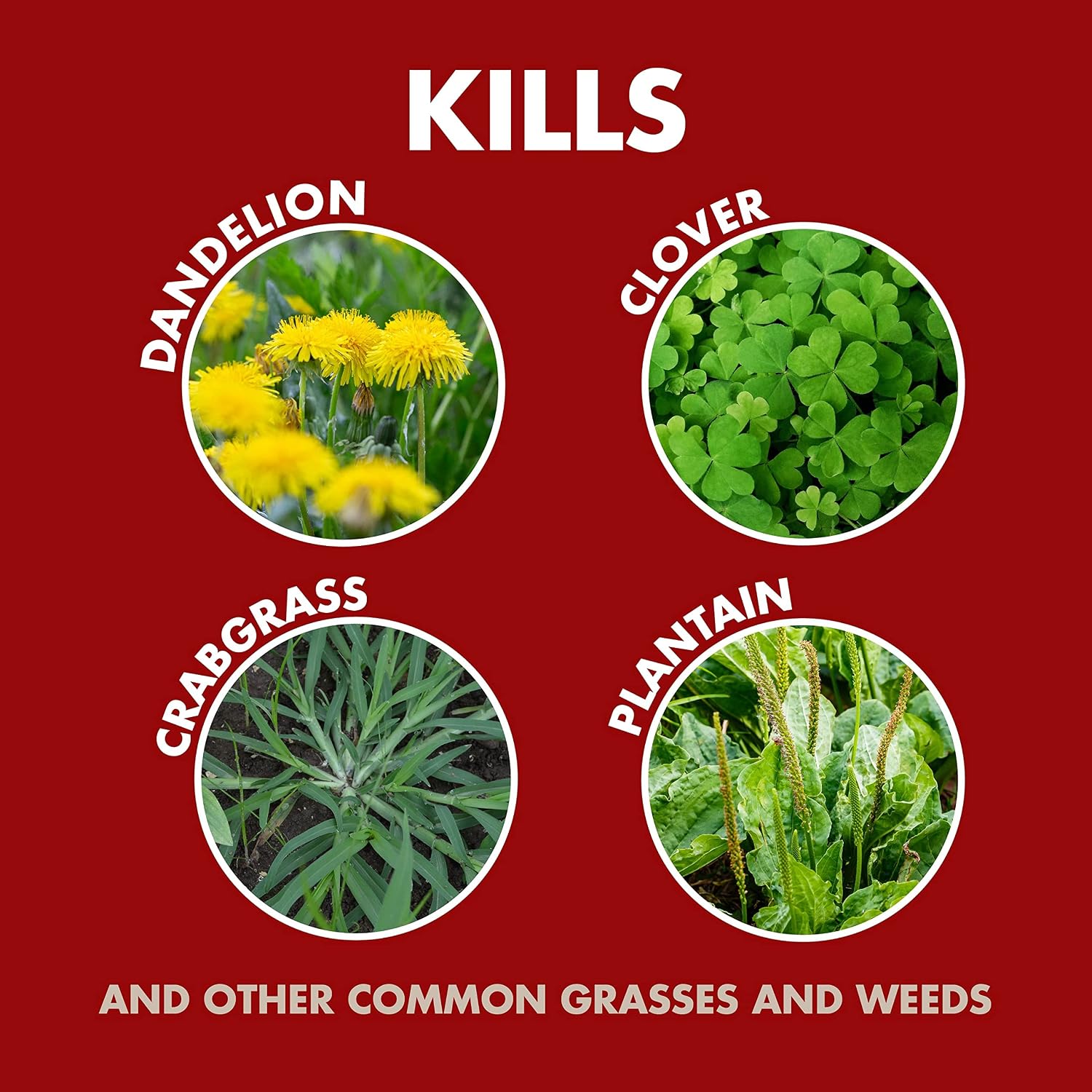 Spectracide Weed & Grass Killer Concentrate, 64-Ounce, 6 Pack