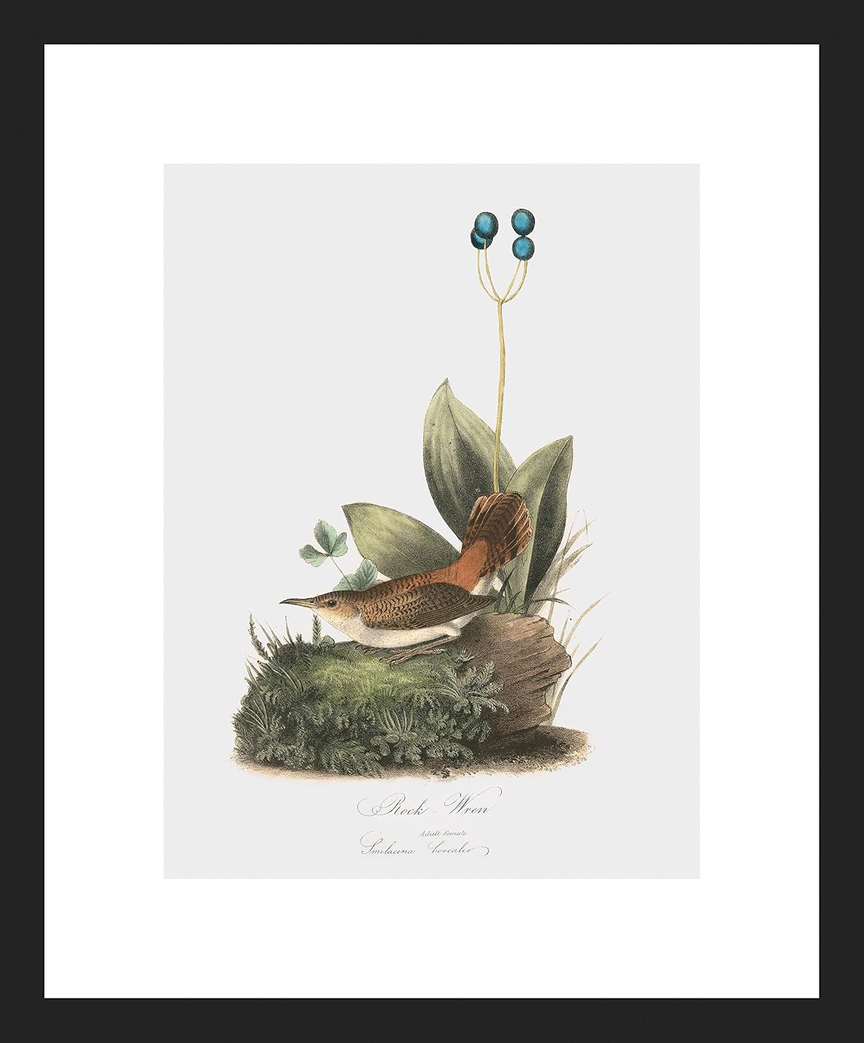 LIVESTOCK Classic Prints Gallery Rock-Wren Bird Wall Art by Famed Illustrator John James Audubon, 18th Century Retro Vintage Bird Print Painting, Black frame, 9x12 print in 13x16 frame