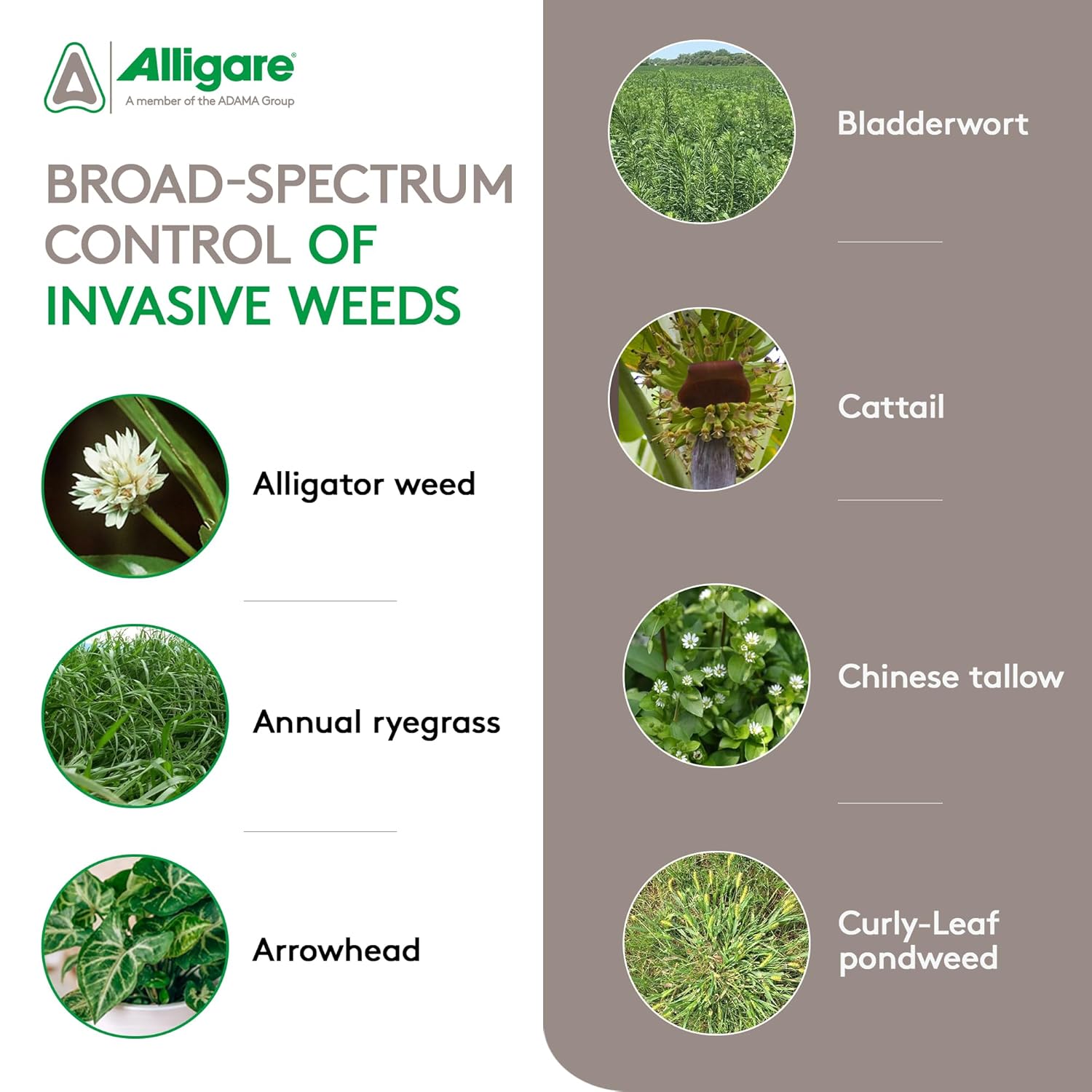 Alligare Diquat Aquatic Herbicide to Control Bluegrass, Duckweed, Hydrilla & More - Glyphosate Alternative, Fast-Acting Non-Selective Liquid Weed Killer for Aquatic & Landscape Use - 2.5 Gallon