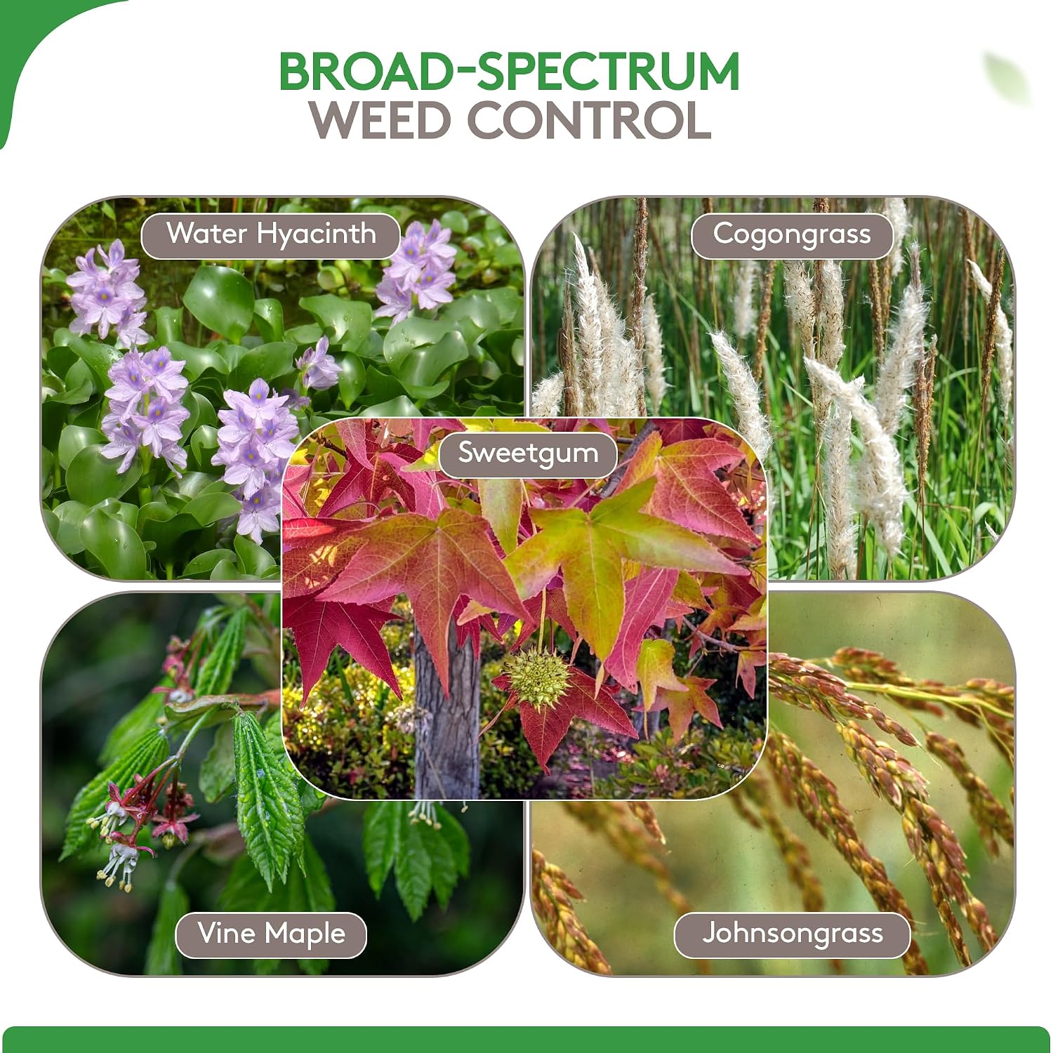 Alligare Imazapyr Herbicide 4 SL for Broad Spectrum Control of 185 Annual, Biennial, and Perennial Weeds & Brush - 2.5 Gallon Liquid Weed Killer, Ideal for Rangeland, Bare-Ground, and Site Preparation